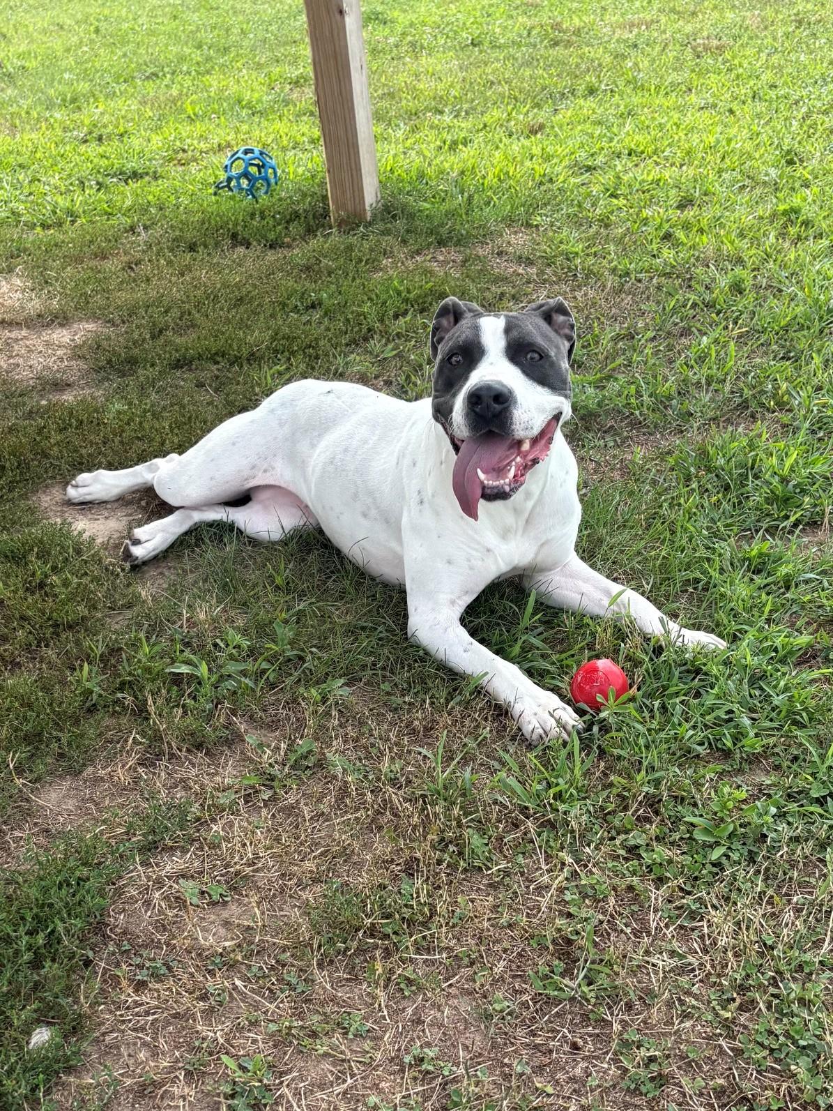 Kita, a ADOPTABLE Mixed Breed in Ionia, MI image 4/6