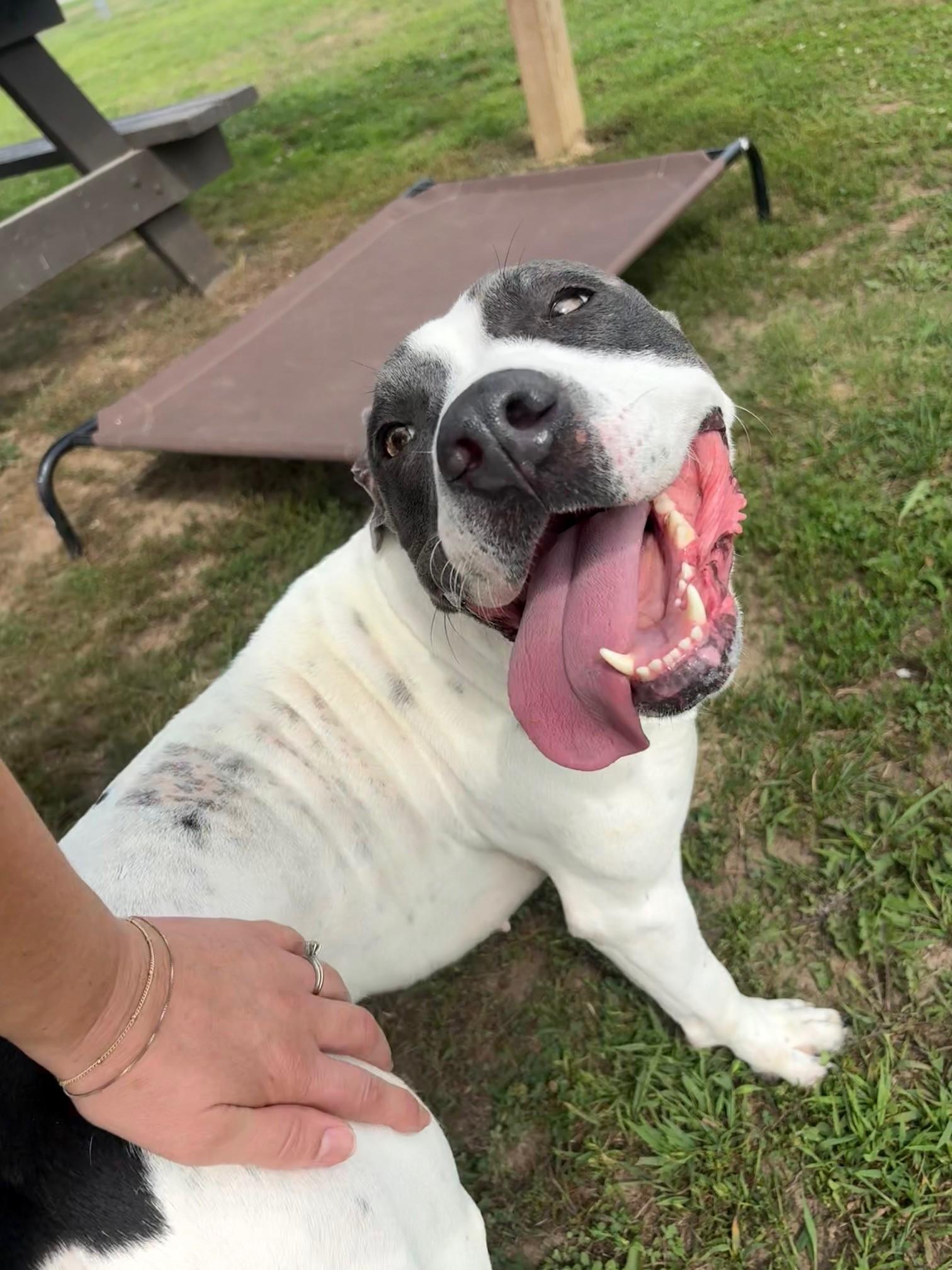 Kita, ADOPTABLE, Young Female Mixed Breed.
