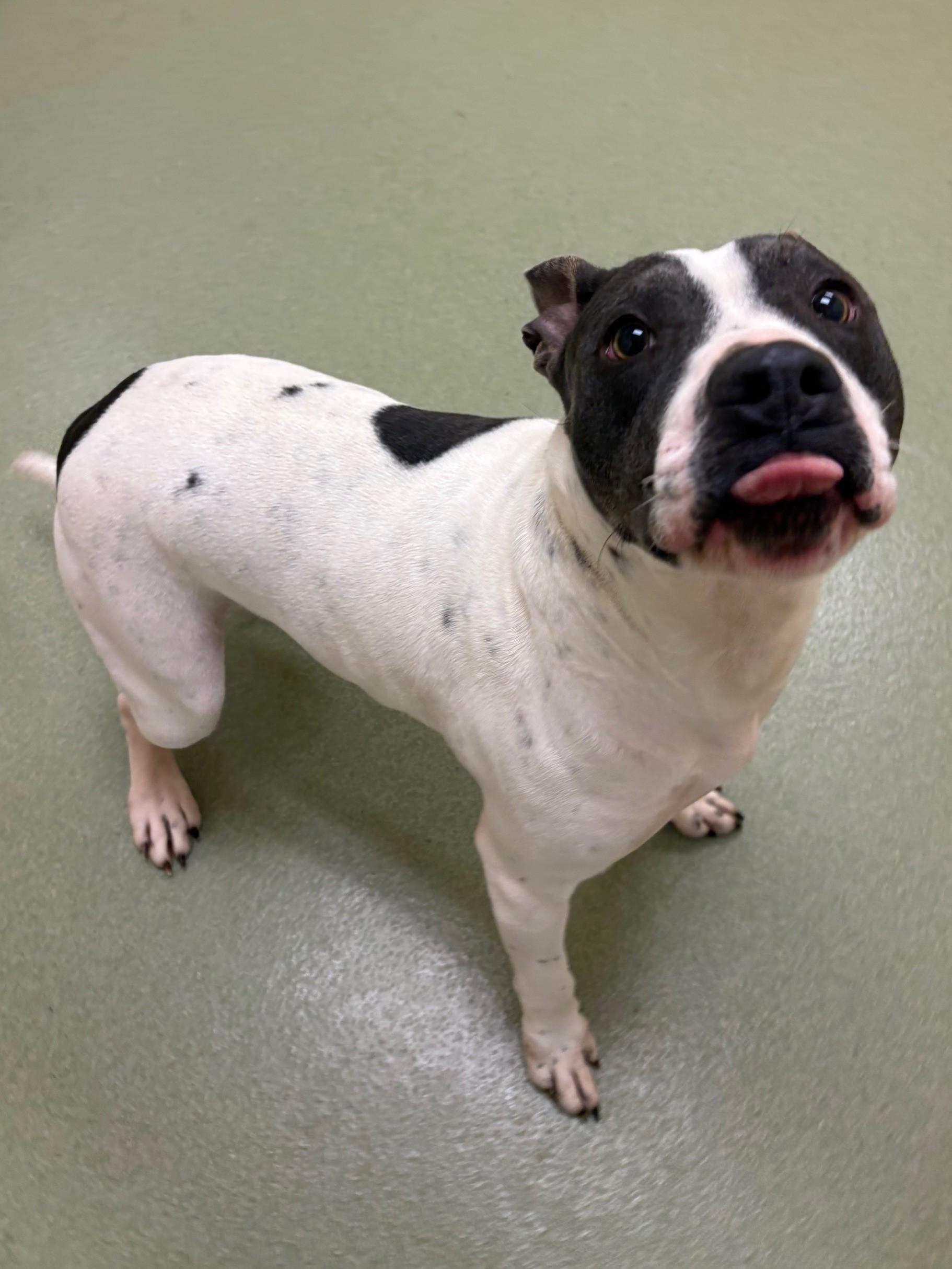 Enlarge Kita, a ADOPTABLE Mixed Breed in Ionia, MI image 5/6