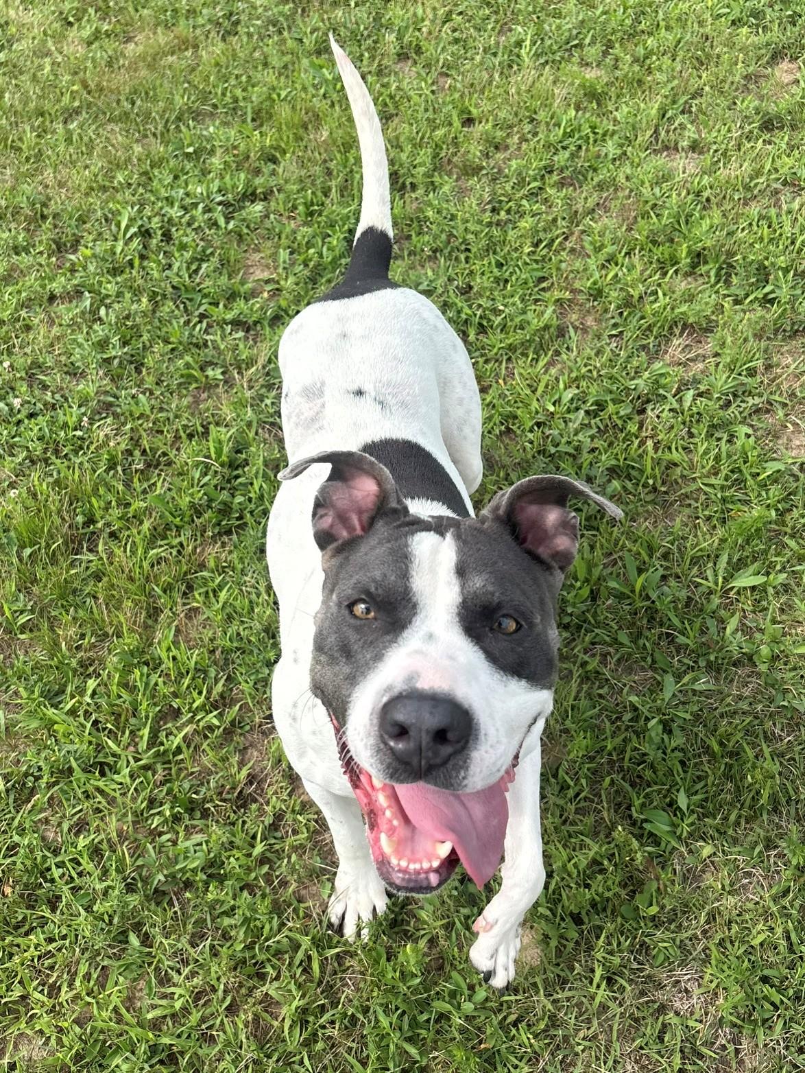 Kita, a ADOPTABLE Mixed Breed in Ionia, MI image 3/6