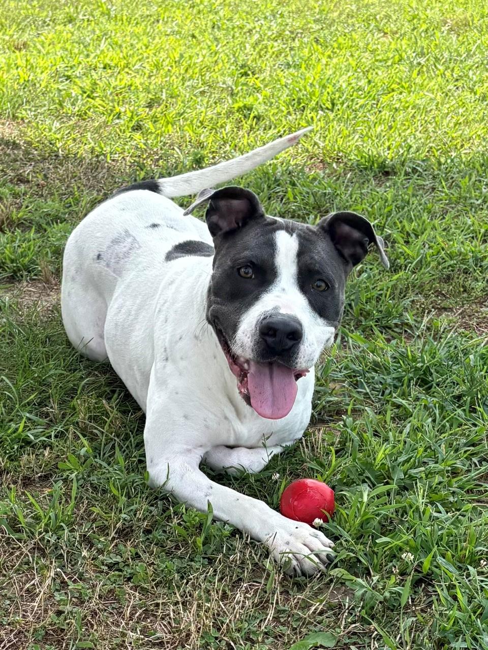 Kita, a ADOPTABLE Mixed Breed in Ionia, MI image 6/6