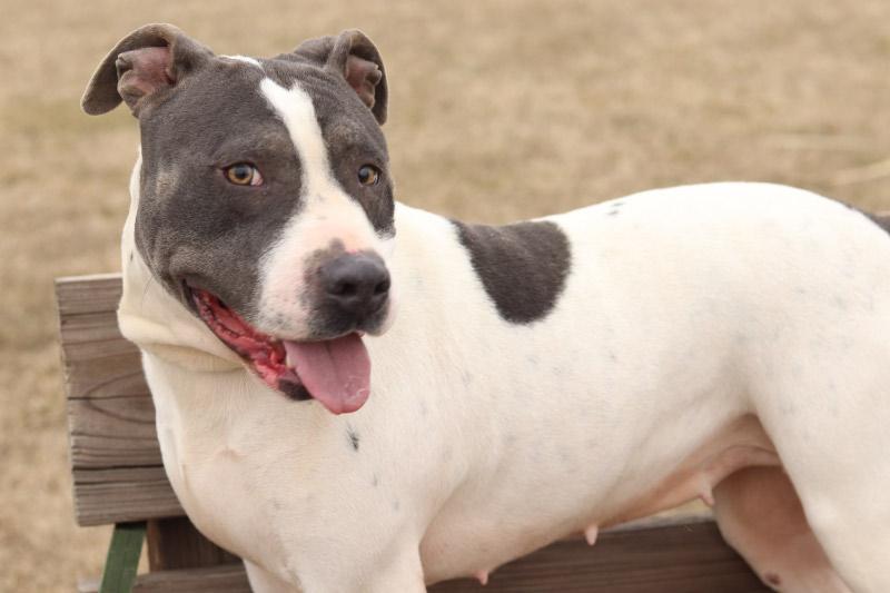 Enlarge Kita, a ADOPTABLE Mixed Breed in Ionia, MI image 4/6