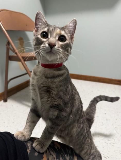 Enlarge Aster, a ADOPTABLE Domestic Short Hair in Hutchinson, MN image 3/5