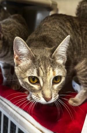 Enlarge Aster, a ADOPTABLE Domestic Short Hair in Hutchinson, MN image 4/5