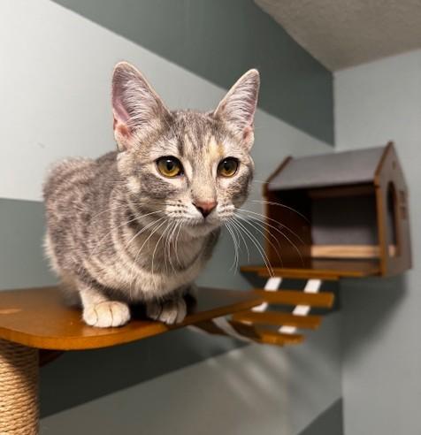 Enlarge Aster, a ADOPTABLE Domestic Short Hair in Hutchinson, MN image 2/5