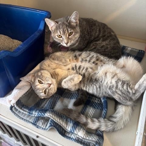 Enlarge Aster, a ADOPTABLE Domestic Short Hair in Hutchinson, MN image 5/5