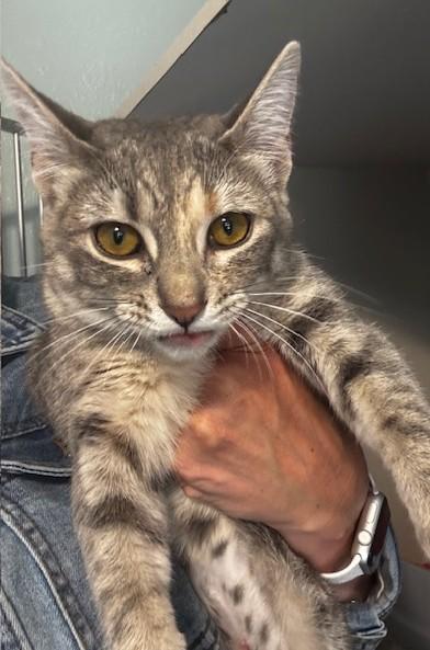 Aster, ADOPTABLE, Young Female Domestic Short Hair.