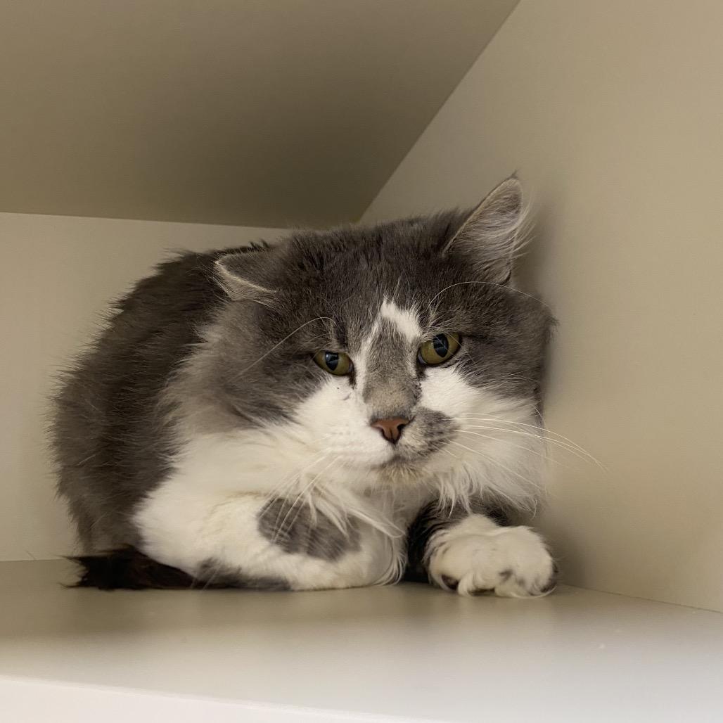 Enlarge Billy, a Adoptable Domestic Long Hair in Cody, WY image 1/4
