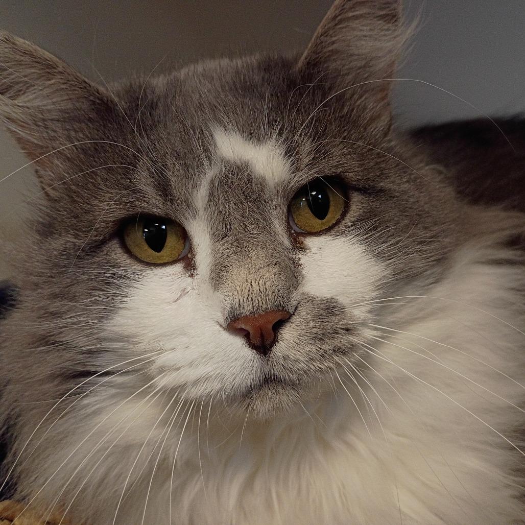 Enlarge Billy, a Adoptable Domestic Long Hair in Cody, WY image 2/4