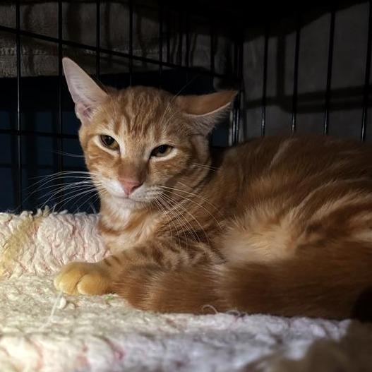 Enlarge Rooster, a Adoptable Domestic Short Hair in Tempe, AZ image 1/4