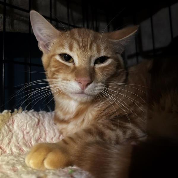 Enlarge Rooster, a Adoptable Domestic Short Hair in Tempe, AZ image 2/4