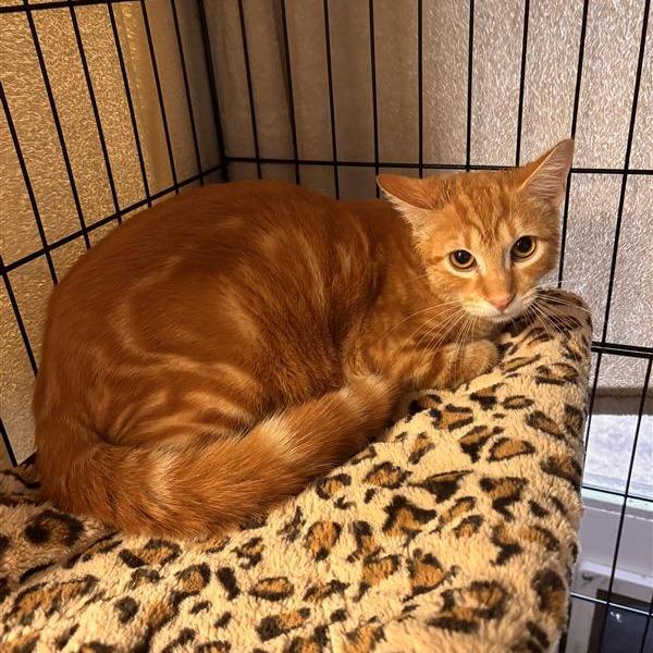 Enlarge Rooster, a Adoptable Domestic Short Hair in Tempe, AZ image 3/4