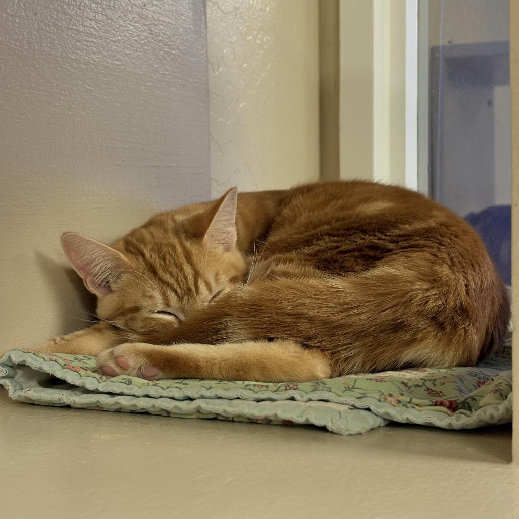 Enlarge Rooster, a Adoptable Domestic Short Hair in Tempe, AZ image 4/4