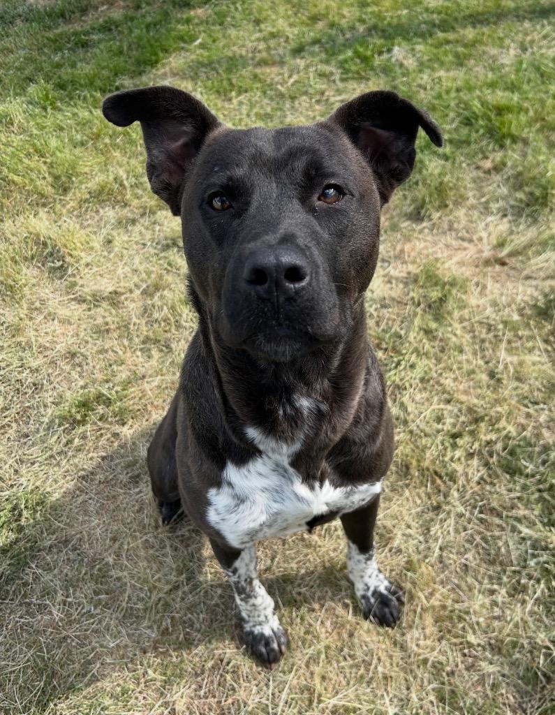 Enlarge Outlaw, a Adoptable mixed breed in Mount Gilead, NC image 1/5