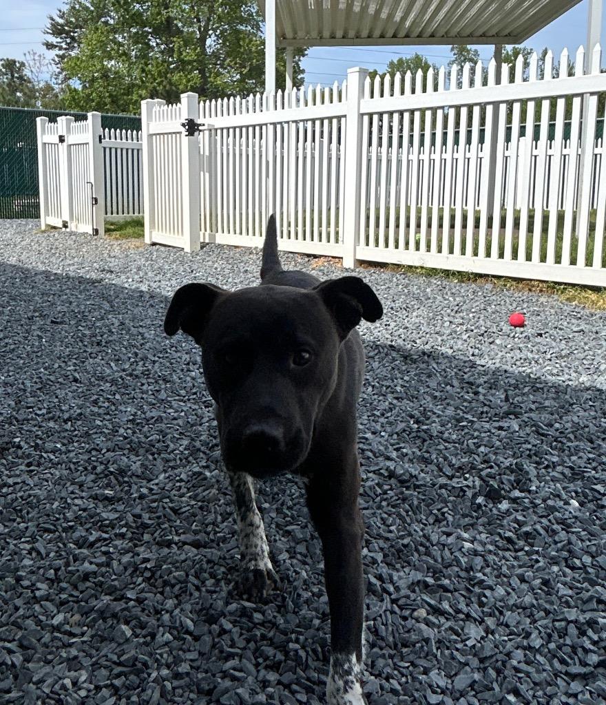 Outlaw, Adoptable, Young Male Mixed Breed.