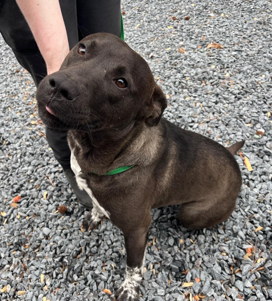 Outlaw, Adoptable, Young Male Mixed Breed.