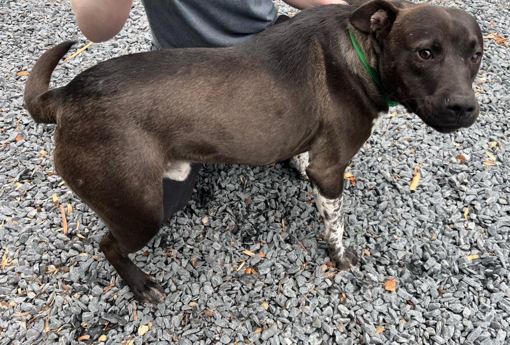 Enlarge Outlaw, a Adoptable mixed breed in Mount Gilead, NC image 2/2