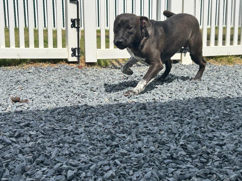 Enlarge Outlaw, a Adoptable mixed breed in Mount Gilead, NC image 5/5