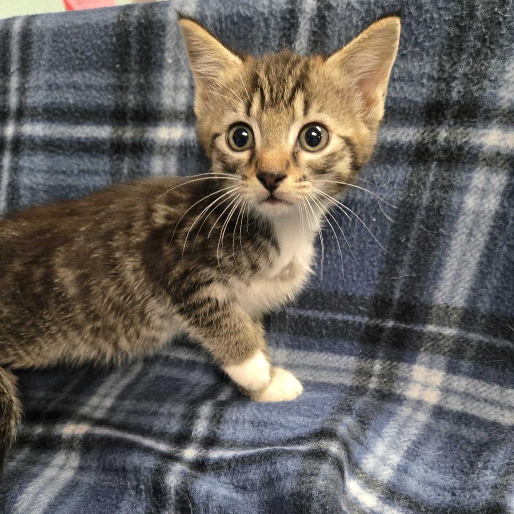 Apple Jacks, Adoptable, Kitten Male Domestic Short Hair.