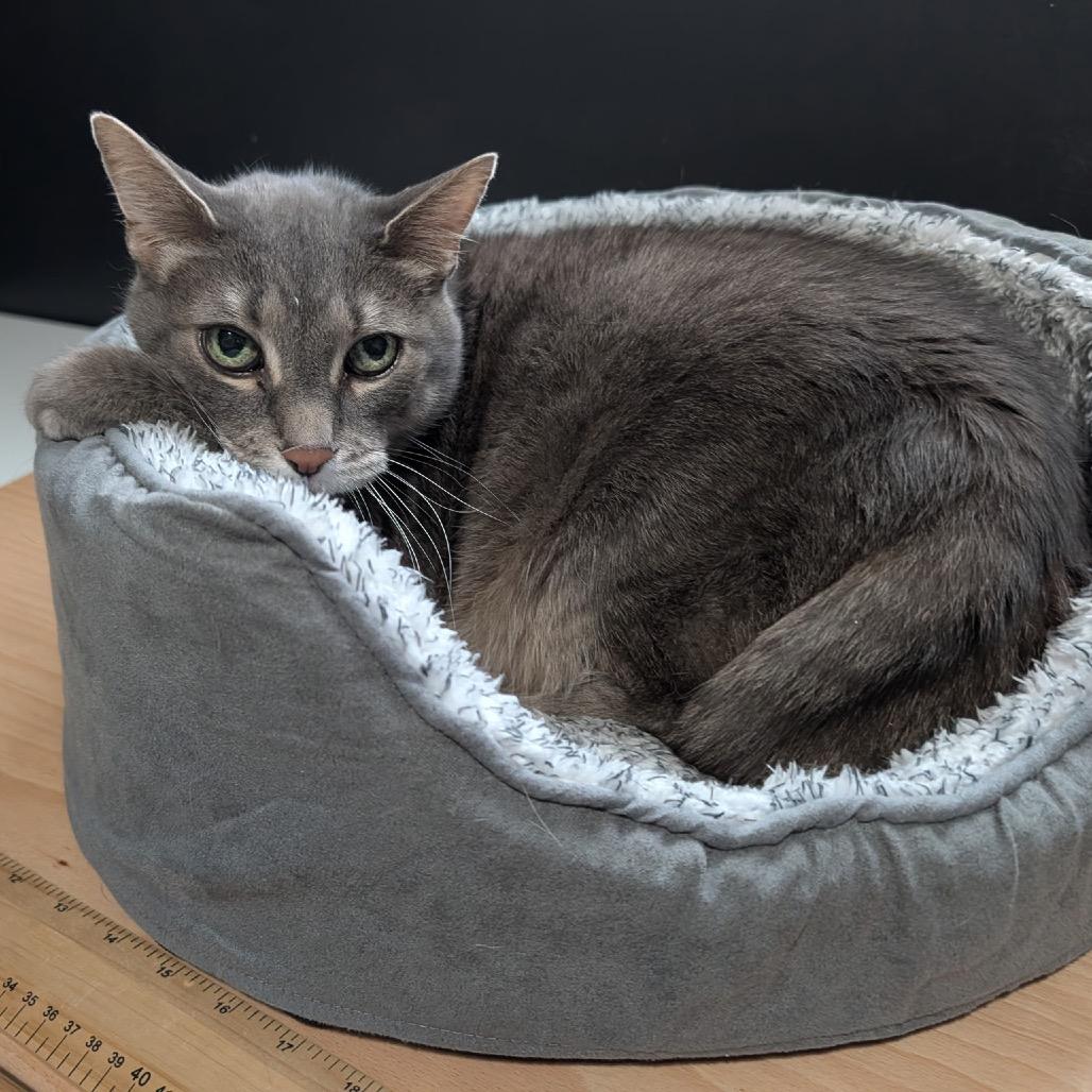 Enlarge Mr. Peabody, a Adoptable Domestic Short Hair in Ferndale, MI image 2/6