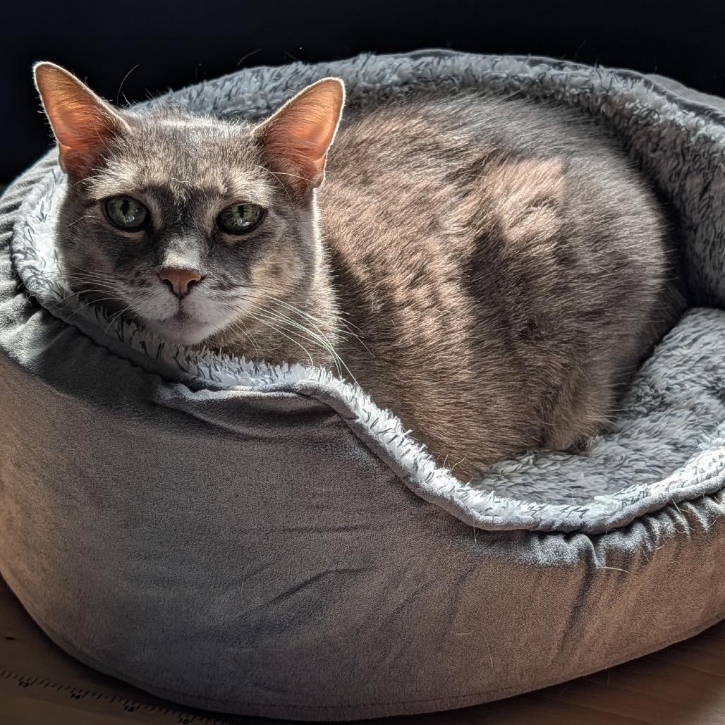 Enlarge Mr. Peabody, a Adoptable Domestic Short Hair in Ferndale, MI image 3/6