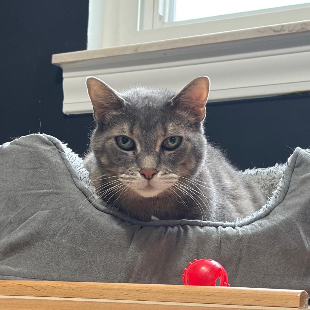 Enlarge Mr. Peabody, a Adoptable Domestic Short Hair in Ferndale, MI image 4/6