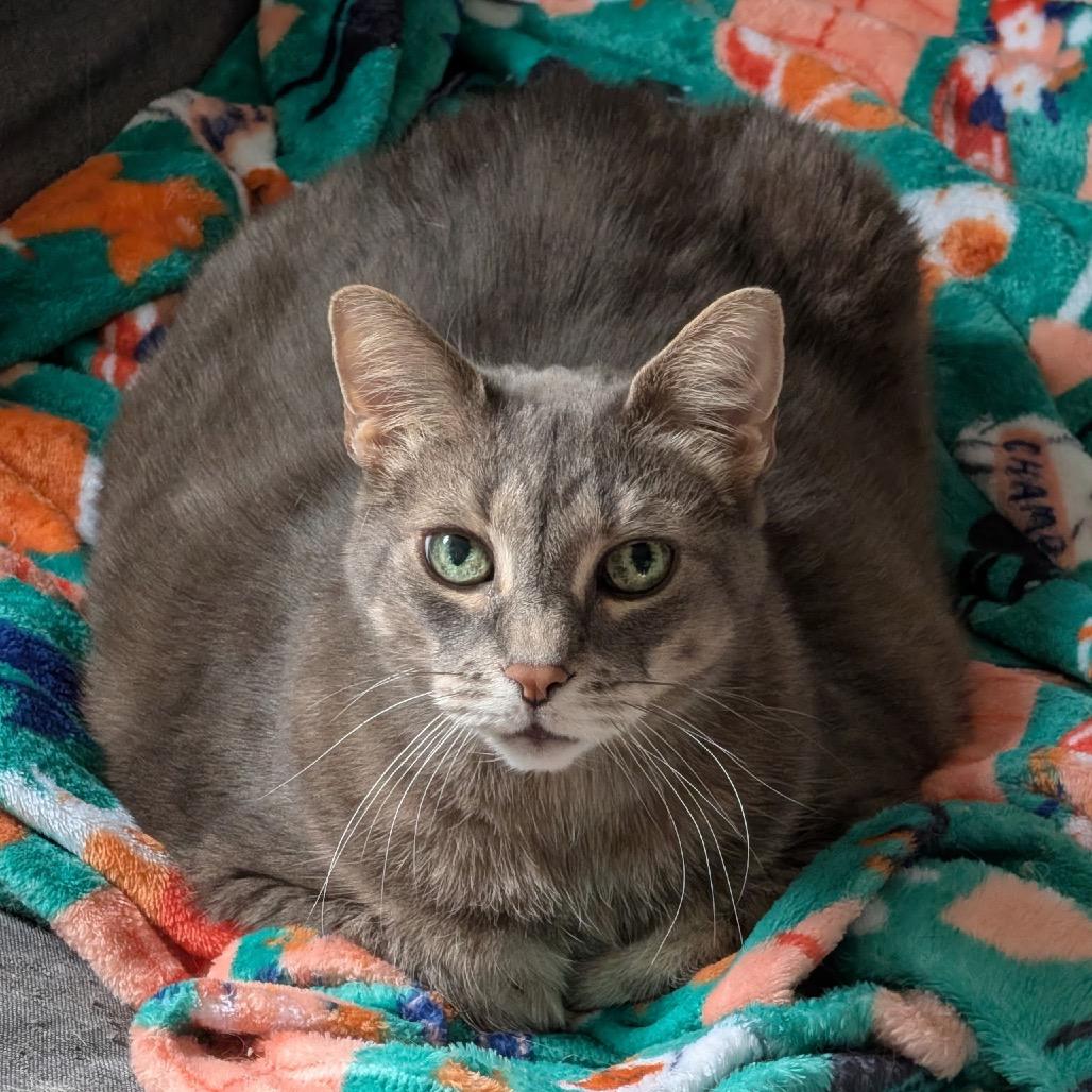 Enlarge Mr. Peabody, a Adoptable Domestic Short Hair in Ferndale, MI image 5/6
