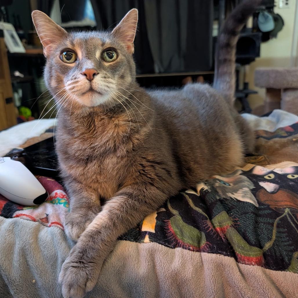 Enlarge Mr. Peabody, a Adoptable Domestic Short Hair in Ferndale, MI image 6/6