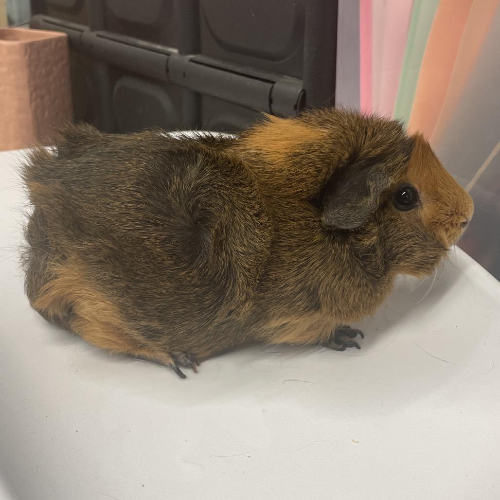 Enlarge Brie, a Adoptable Guinea Pig in Henderson, NV image 1/1
