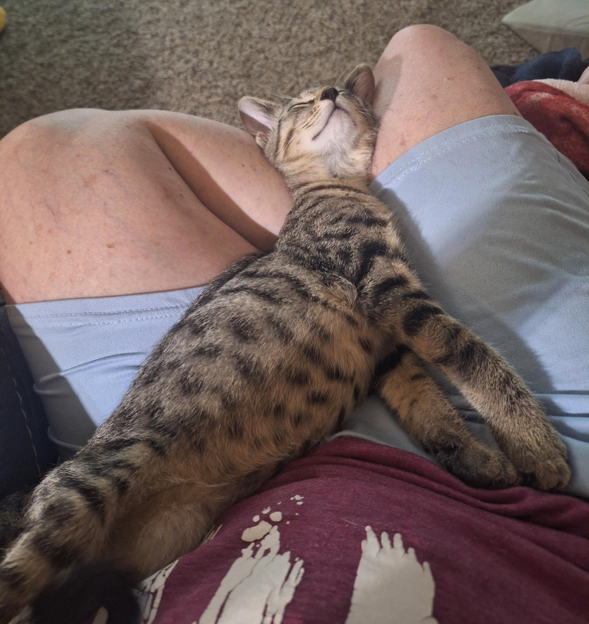 Marley, Adoptable, Kitten Male Domestic Short Hair.