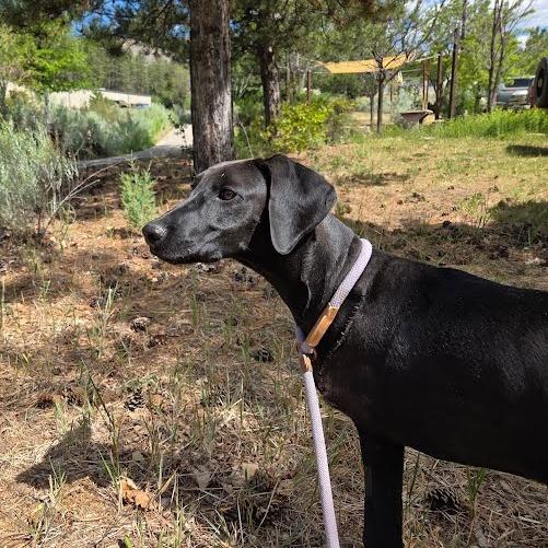 Lucy, Adoptable, Young Female Great Dane & Mixed Breed.