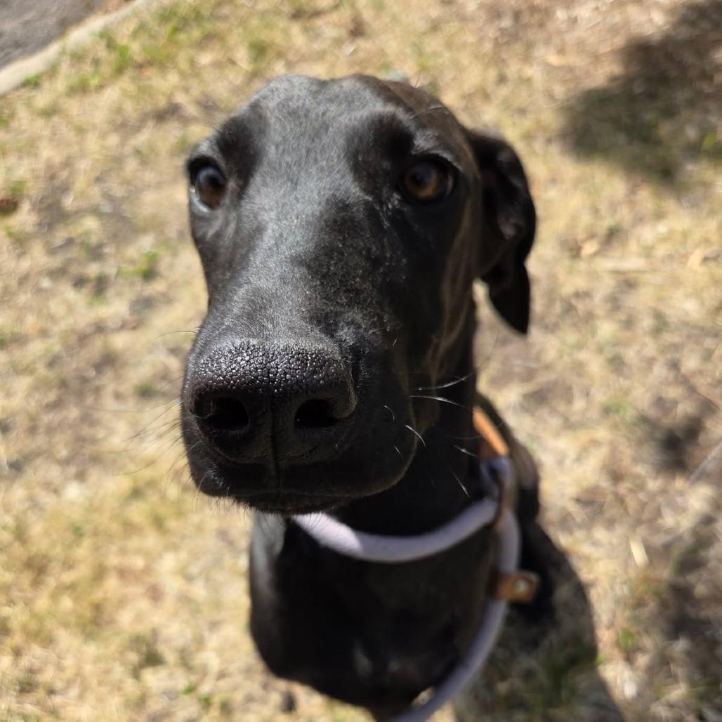 Lucy, a Adoptable mixed breed in Durango, CO image 2/3