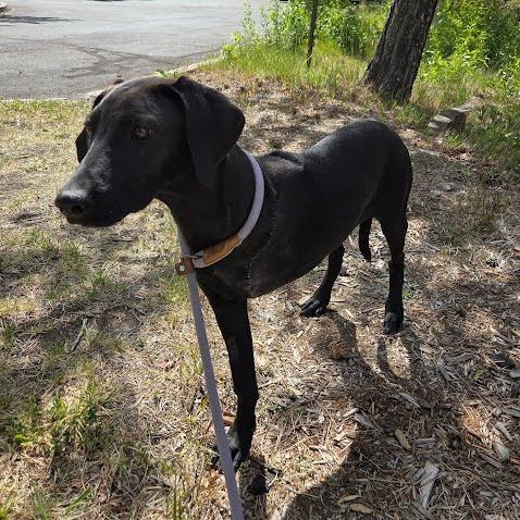 Lucy, a Adoptable mixed breed in Durango, CO image 3/3