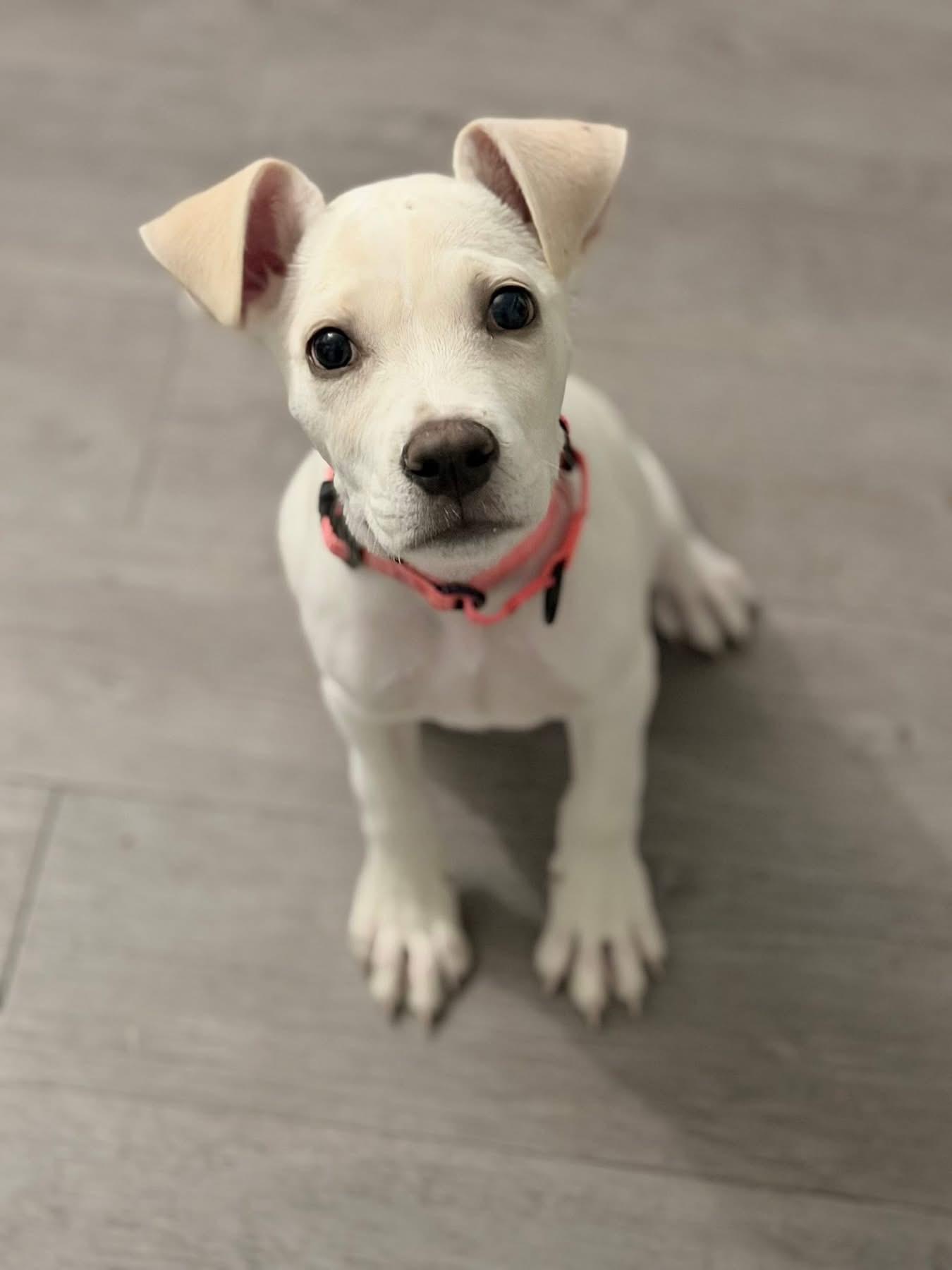 Enlarge Trix, a ADOPTABLE Mixed Breed in Highland, NY image 2/4