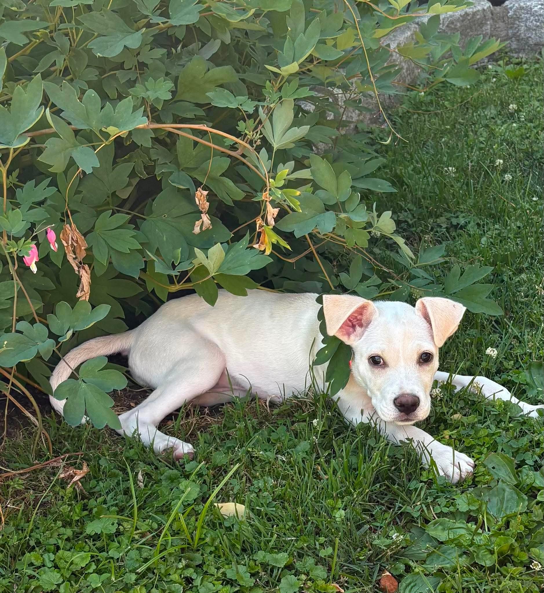 Enlarge Trix, a ADOPTABLE Mixed Breed in Highland, NY image 4/4
