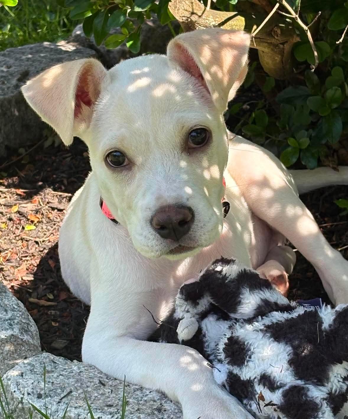 Trix, ADOPTABLE, Puppy Female Mixed Breed.
