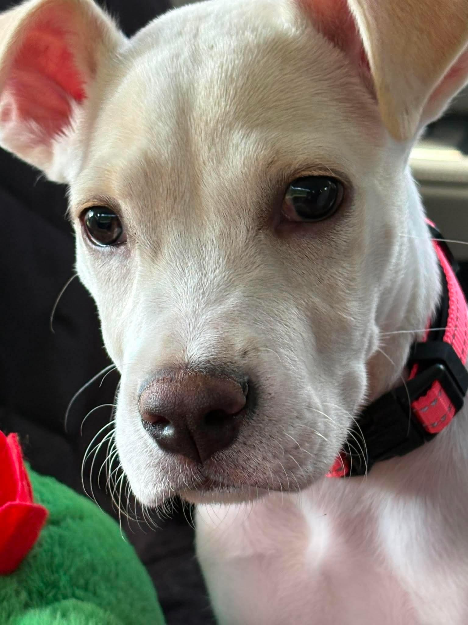 Enlarge Trix, a ADOPTABLE Mixed Breed in Highland, NY image 3/4