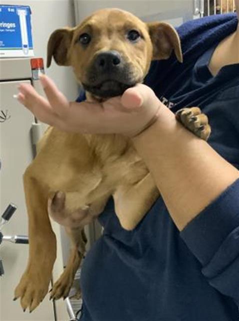 A250712, Adoptable, Puppy Female Pit Bull Terrier & Mixed Breed.