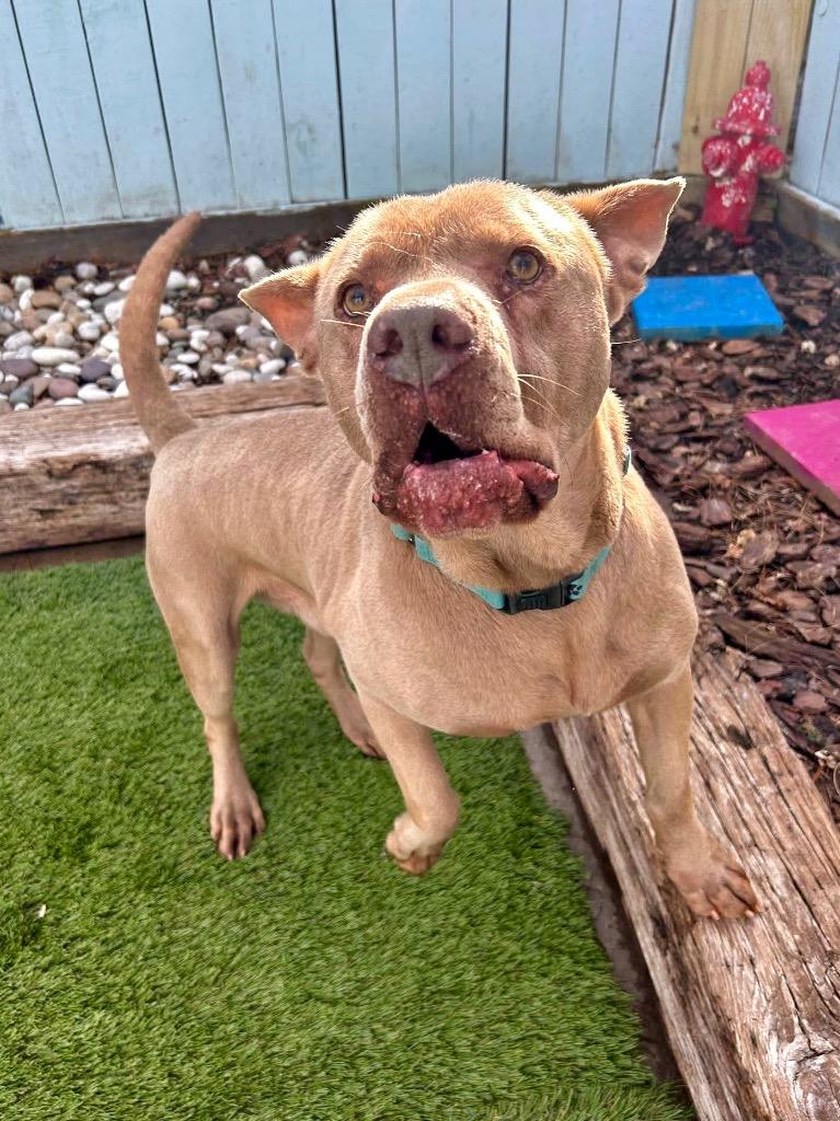 Clint, a Adoptable mixed breed in Augusta, GA image 1/2