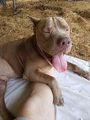 Enlarge Clint, a Adoptable mixed breed in Augusta, GA image 2/2