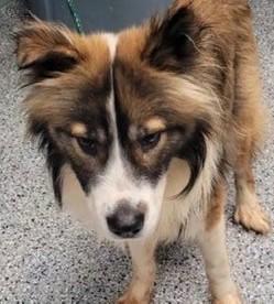 Enlarge Forrest (Sweetest Family Dog), a ADOPTABLE mixed breed in Newfoundland, PA image 4/4