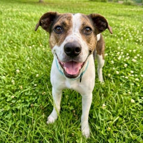 Tula *Deaf*, Adoptable, Adult Female Beagle & Mixed Breed.