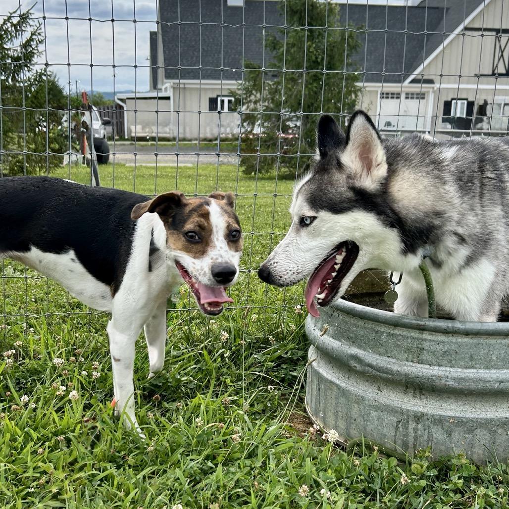 Enlarge Tula *Deaf*, a Adoptable mixed breed in Marshall, VA image 2/5