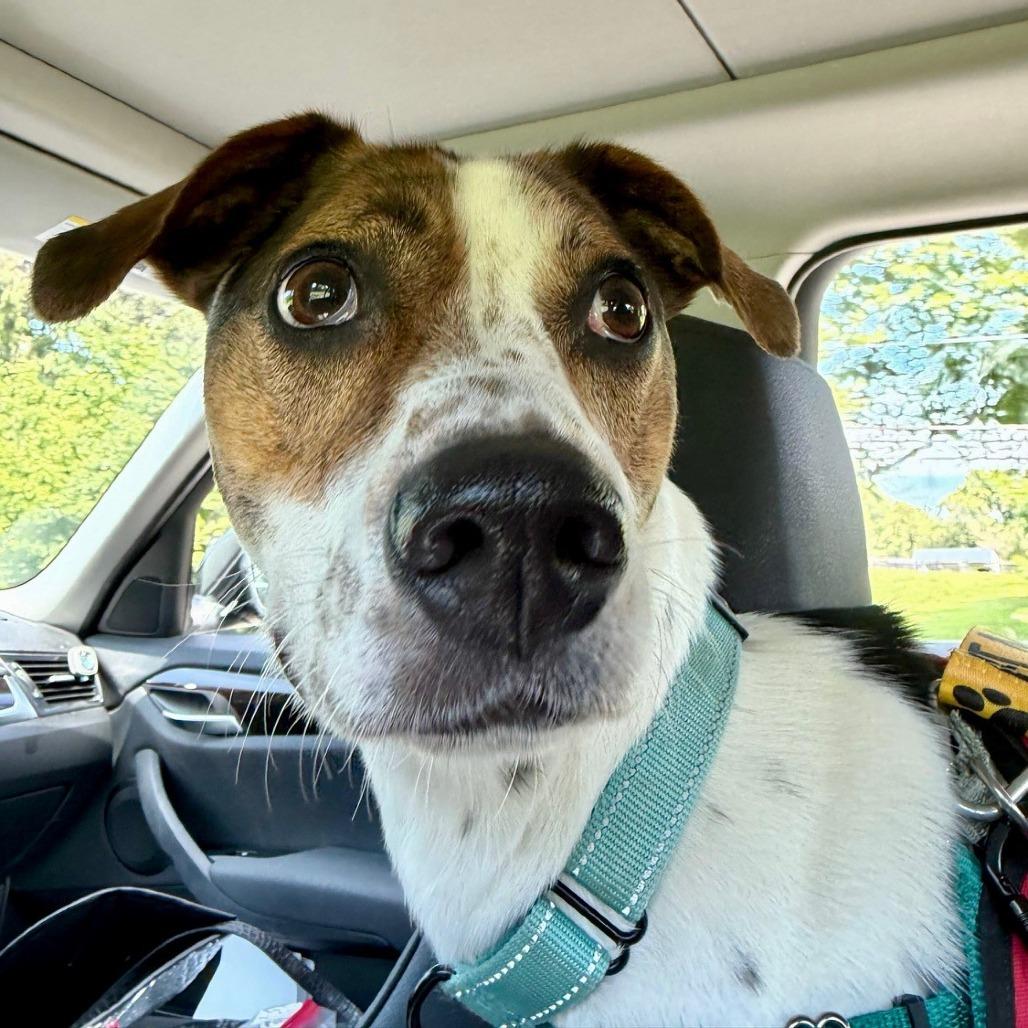 Enlarge Tula *Deaf*, a Adoptable mixed breed in Marshall, VA image 3/5