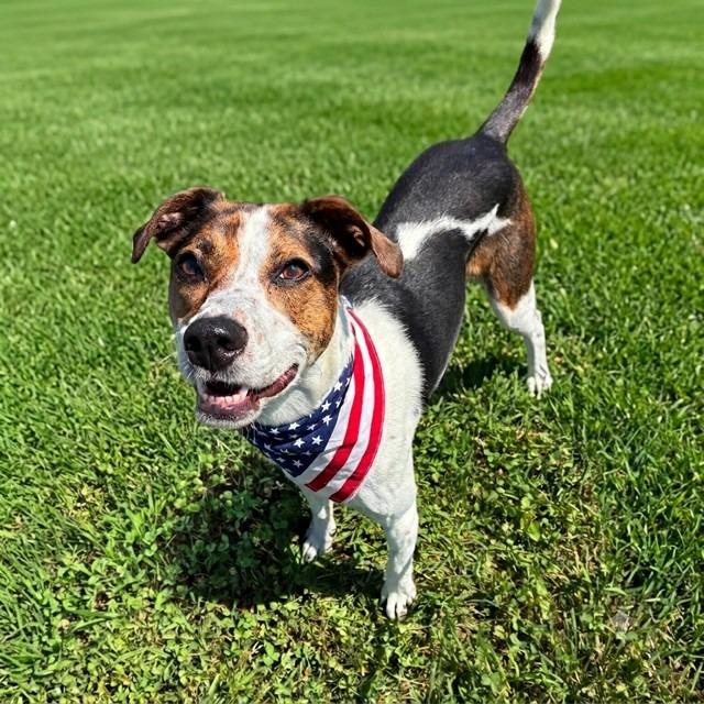 Enlarge Tula *Deaf*, a Adoptable mixed breed in Marshall, VA image 4/5
