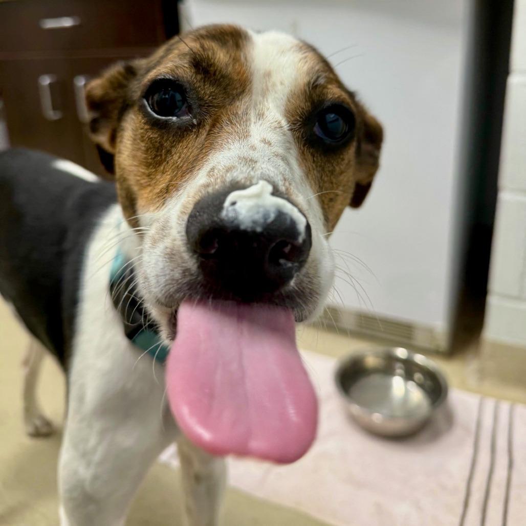 Enlarge Tula *Deaf*, a Adoptable mixed breed in Marshall, VA image 5/5