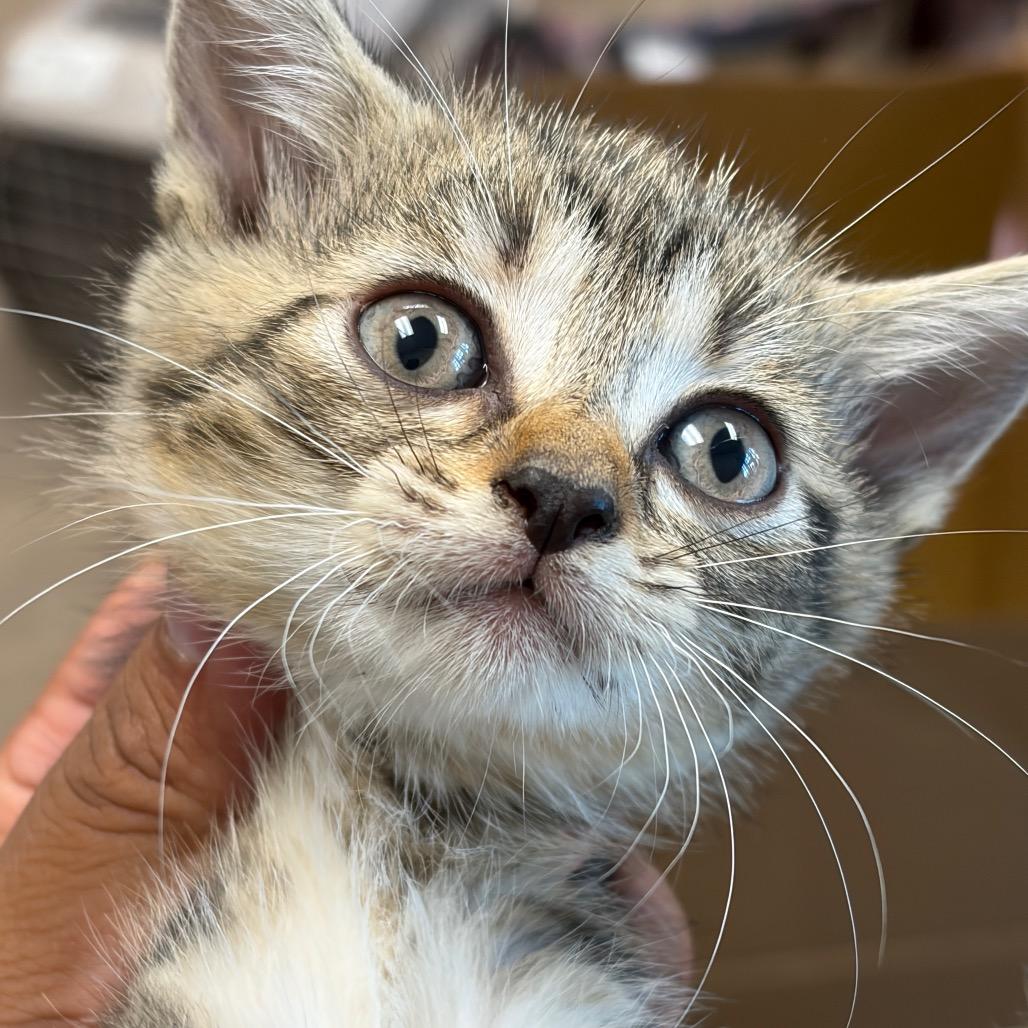 TXAC-Stray-20086_2_3, Adoptable, Kitten Female Domestic Short Hair.