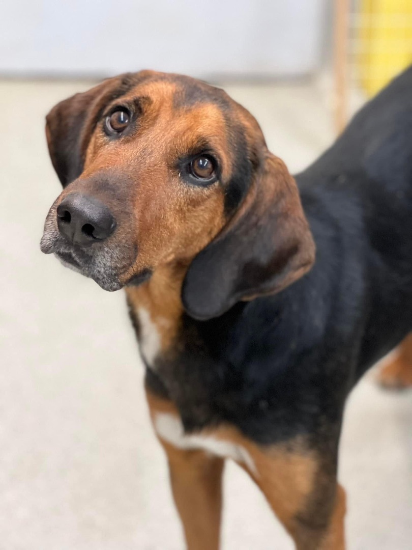 Berg, Adult Male Hound