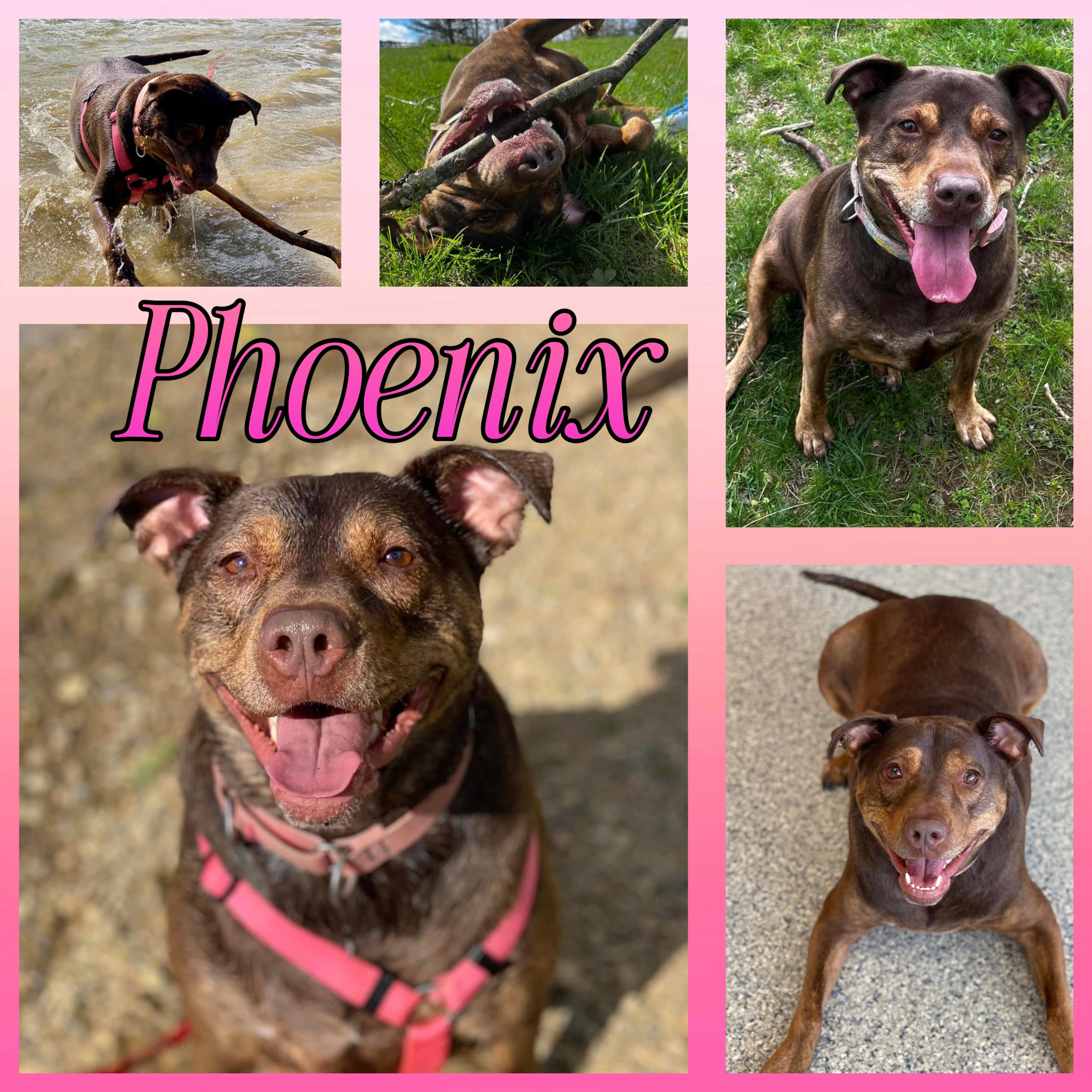 Enlarge Phoenix, a Adoptable mixed breed in Hatfield, PA image 1/3