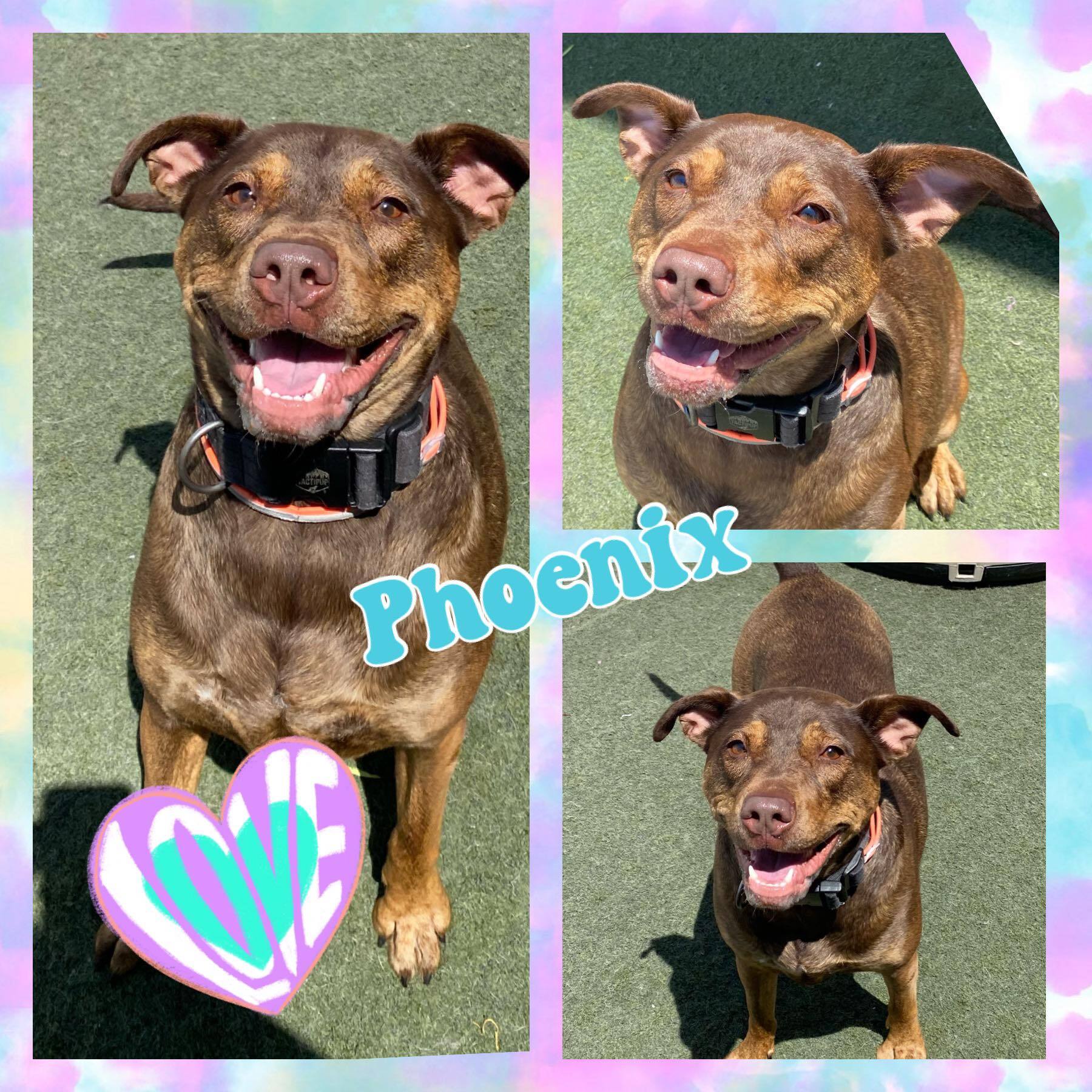 Enlarge Phoenix, a Adoptable mixed breed in Hatfield, PA image 3/3